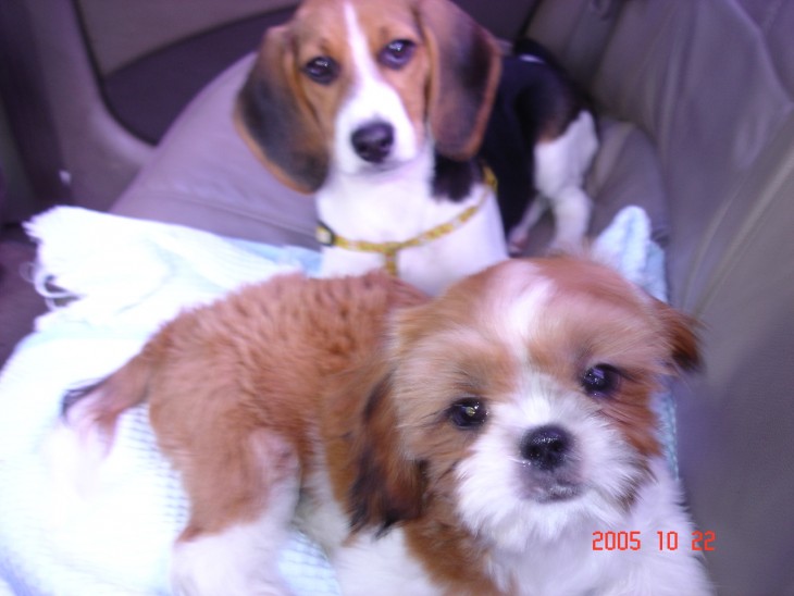 윗녀석 (비글), 아랫녀석 (시츄)