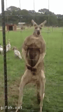 kangaroo-on-steroids.gif