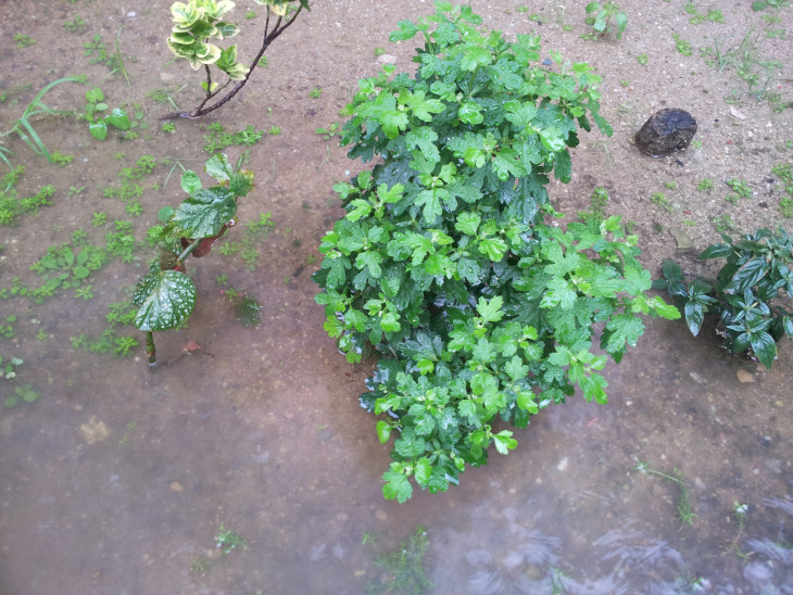 f5c772453ac3a0821675a5300ce66ecb_1501538