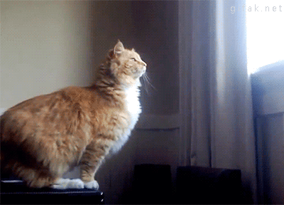 epic-cat-fail.gif